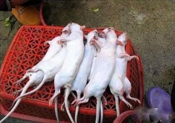 黑幕：死老鼠变身乳鸽