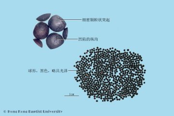 王不留行（Wangbuliuxing）中药材鉴别相册