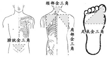 护好人体金三角