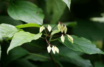 科学家揭示中药抗疟机理