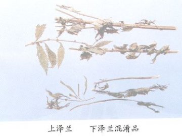泽兰（Zelan）Herba Lycopi