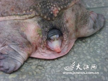 江西农民发现罕见粉红色甲鱼