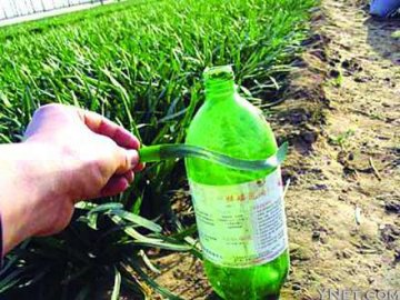 各地毒韭菜频现 记者调查：农户加倍打低毒农药