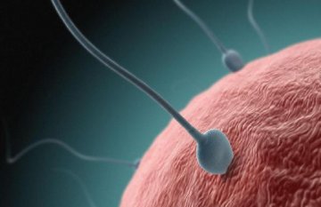 图解精子的15种悲催死法