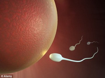科学家最新研究可从男性皮肤培育出精子细胞