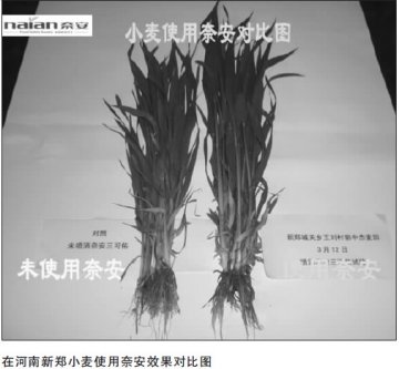 除草剂副作用防控技术助力中国粮食增产