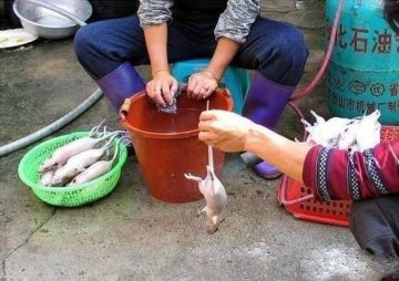 黑幕：死老鼠变身乳鸽