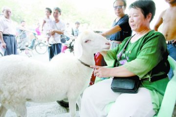 宠物羊爱吃生肉喝胡辣汤