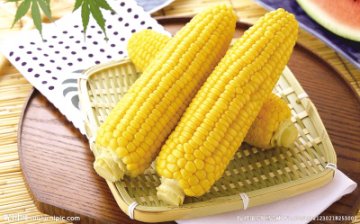 哪种玉米营养好