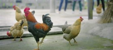 大公鸡同伴母鸡被杀后见人必啄