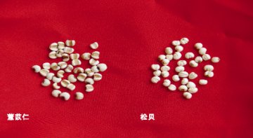 松贝“怀中抱月” 薏苡仁腹有纵沟