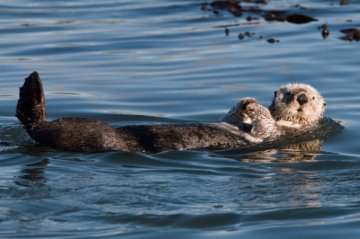 科学家最新发现海獭也是H1N1流感病毒宿主