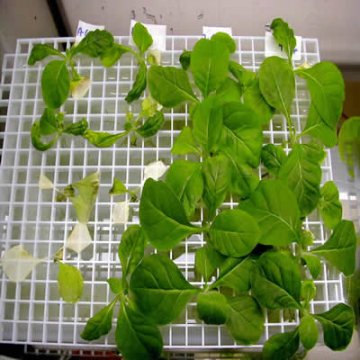 西班牙研究使用转基因烟草作为生物燃料