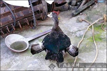 鸭子长出四只翅膀 疑因受精时发生变异