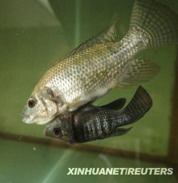 连体鱼奇迹存活一正一倒水中游