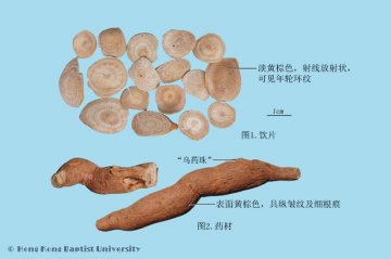 乌药（Wuyao）中药材鉴别相册