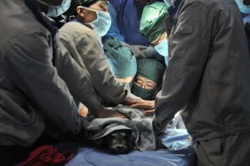 辽宁省人民医院救治小海豹截肢手术大获成功