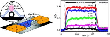 新型生物纳米电子晶体管构建成功
