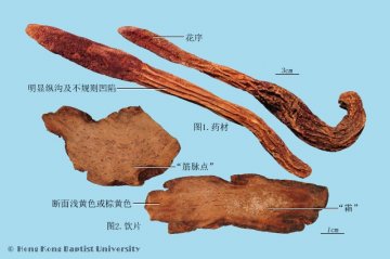 锁阳（Suoyang）中药材鉴别照片