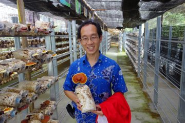 菌类王国无冕王：灵芝