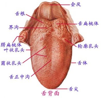 舌的背面