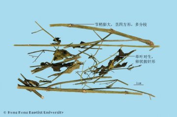 穿心莲（Chuanxinlian）中药材鉴别照片