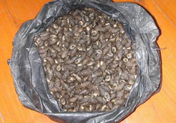 北京食品安全办公室发布警示：海丝螺吃不得