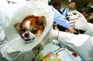 北京西城区为注册犬免费植入电子微芯片