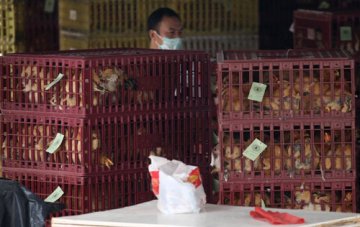 禽疫再杀到埋身 香港禁止内地活鸡进入市场